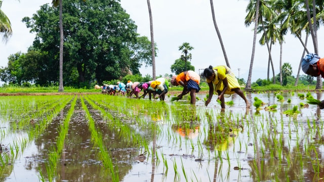 Women working in rice paddy